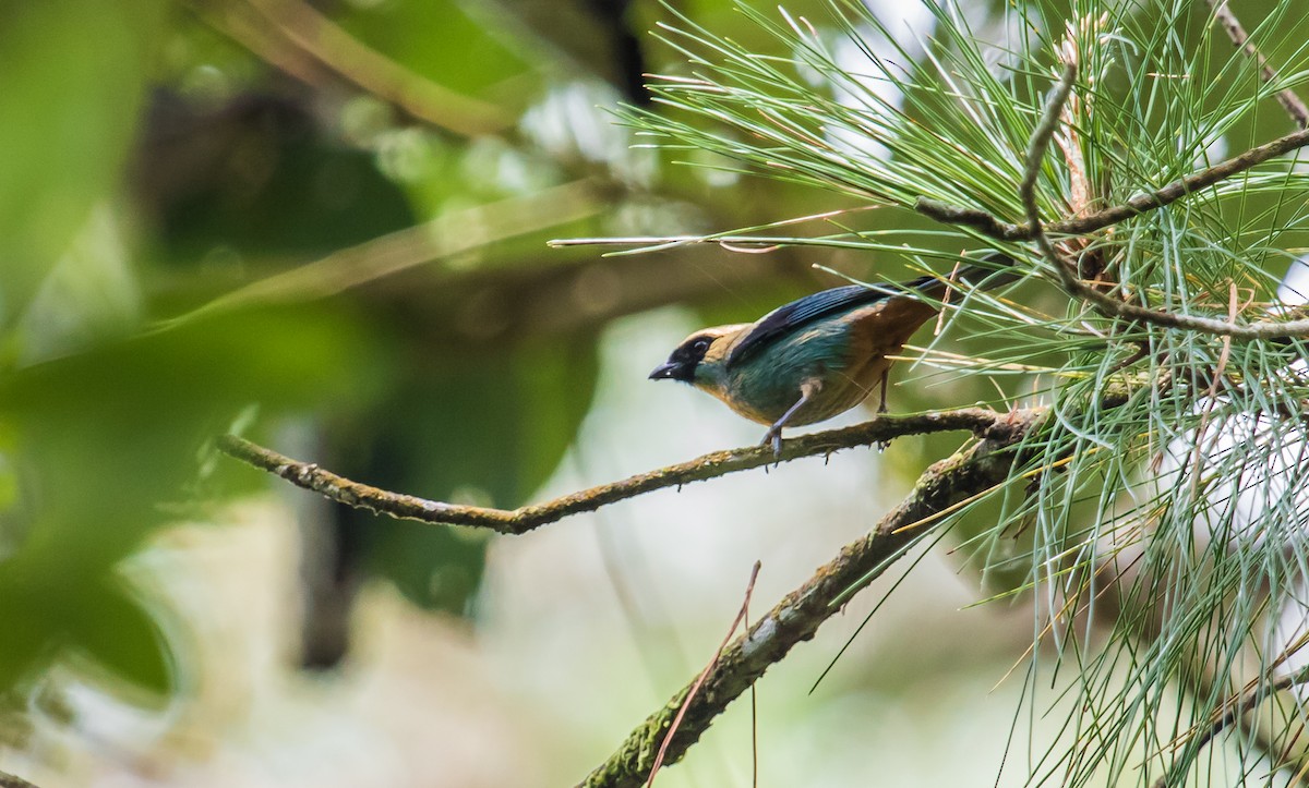 Metallic-green Tanager - ML120708921