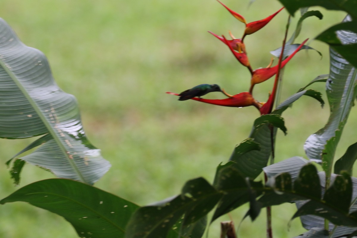 kolibřík vidloocasý - ML120708951