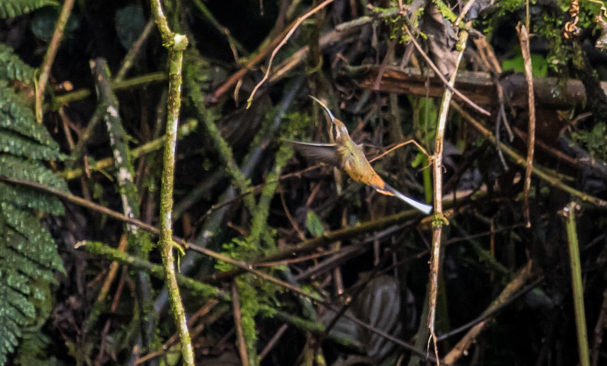 Orangebauch-Schattenkolibri - ML120708981