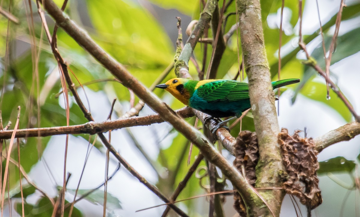 Multicolored Tanager - David Monroy Rengifo