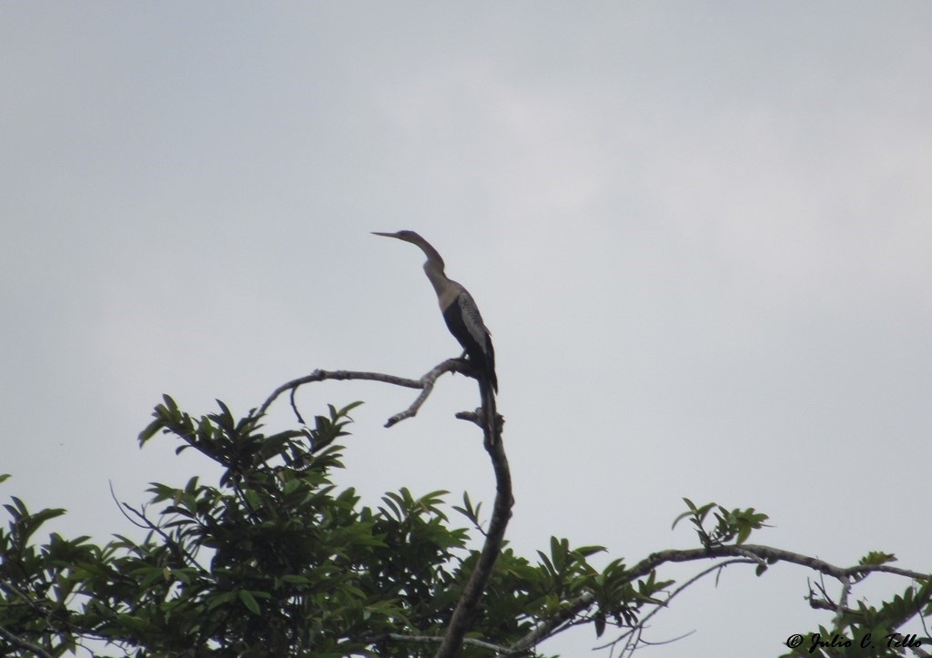 anhinga americká - ML120710001