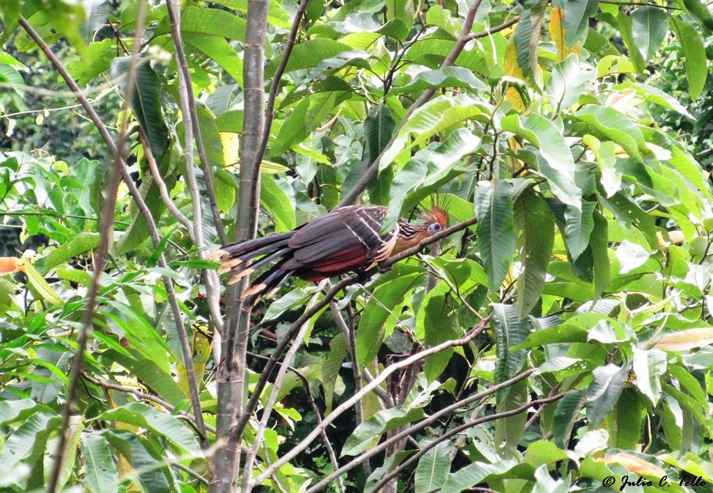 hoacin chocholatý - ML120710051