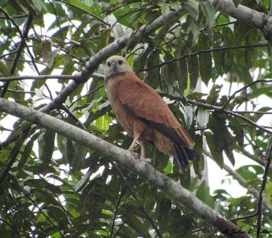 louče černohrdlé - ML120710091