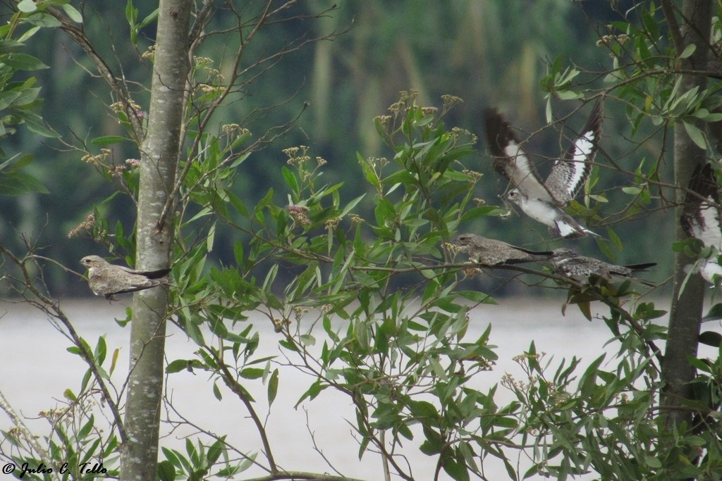 Sand-colored Nighthawk - Julio C. Tello - Ikam Expeditions