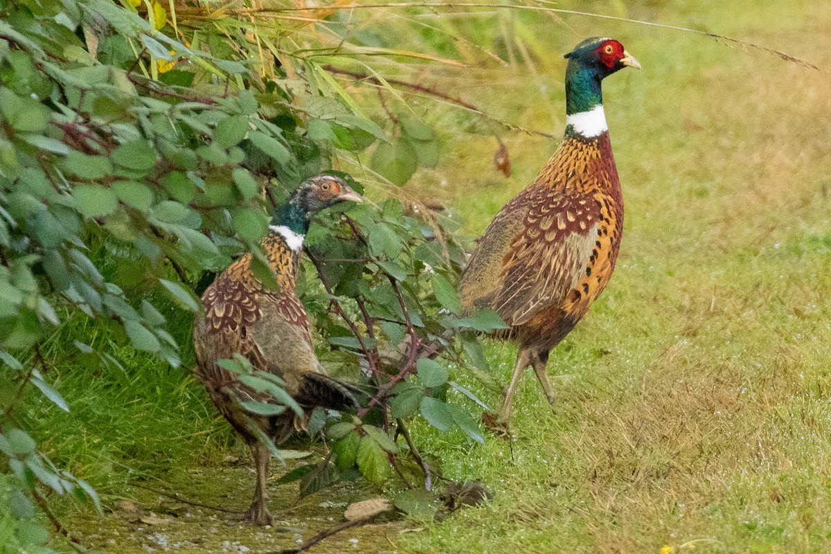 Ring-necked Pheasant - John Reynolds