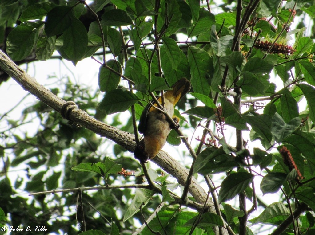 Black-headed Parrot - Julio C. Tello - Ikam Expeditions