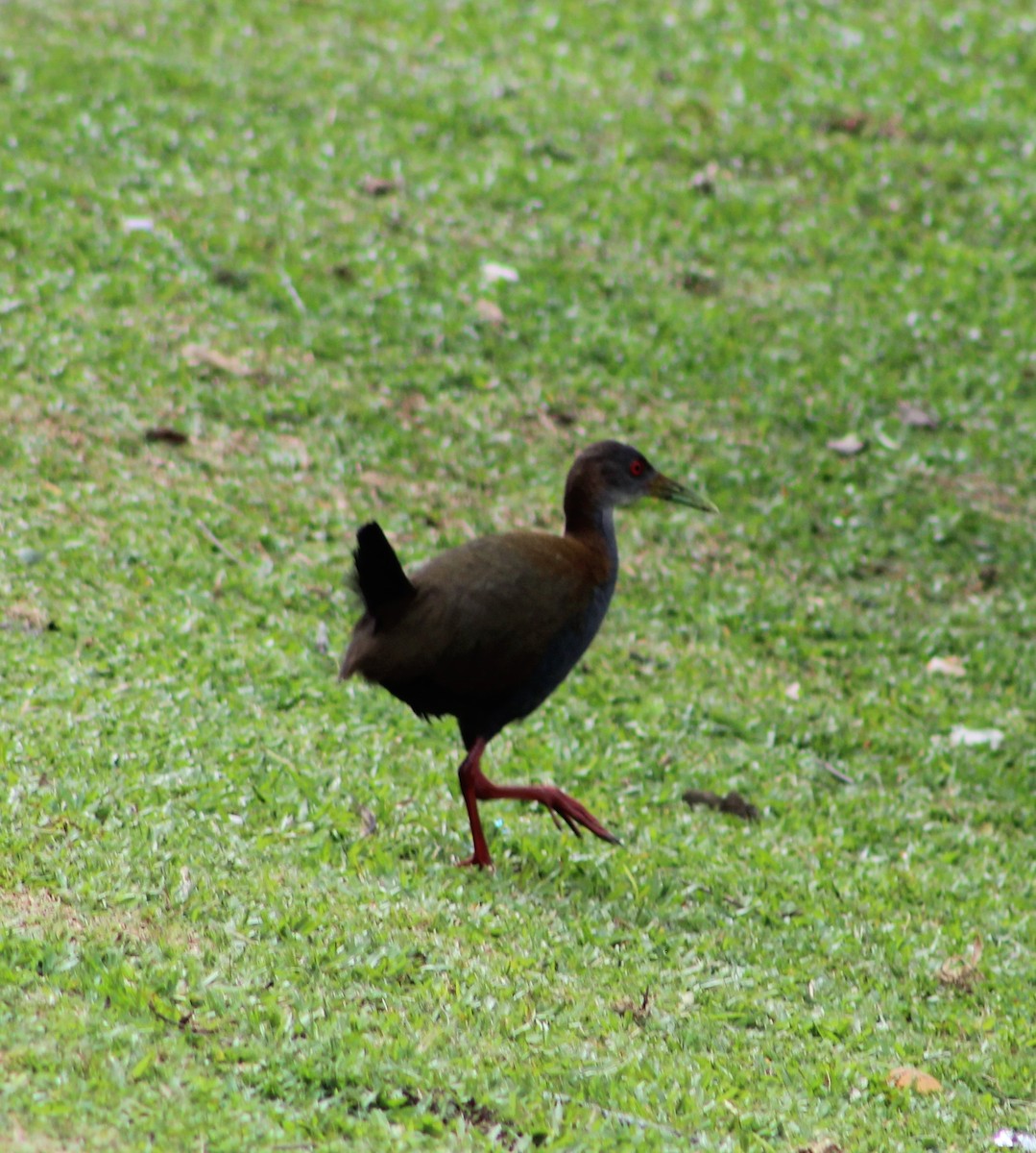 Plumbeous Rail - Richard Norton