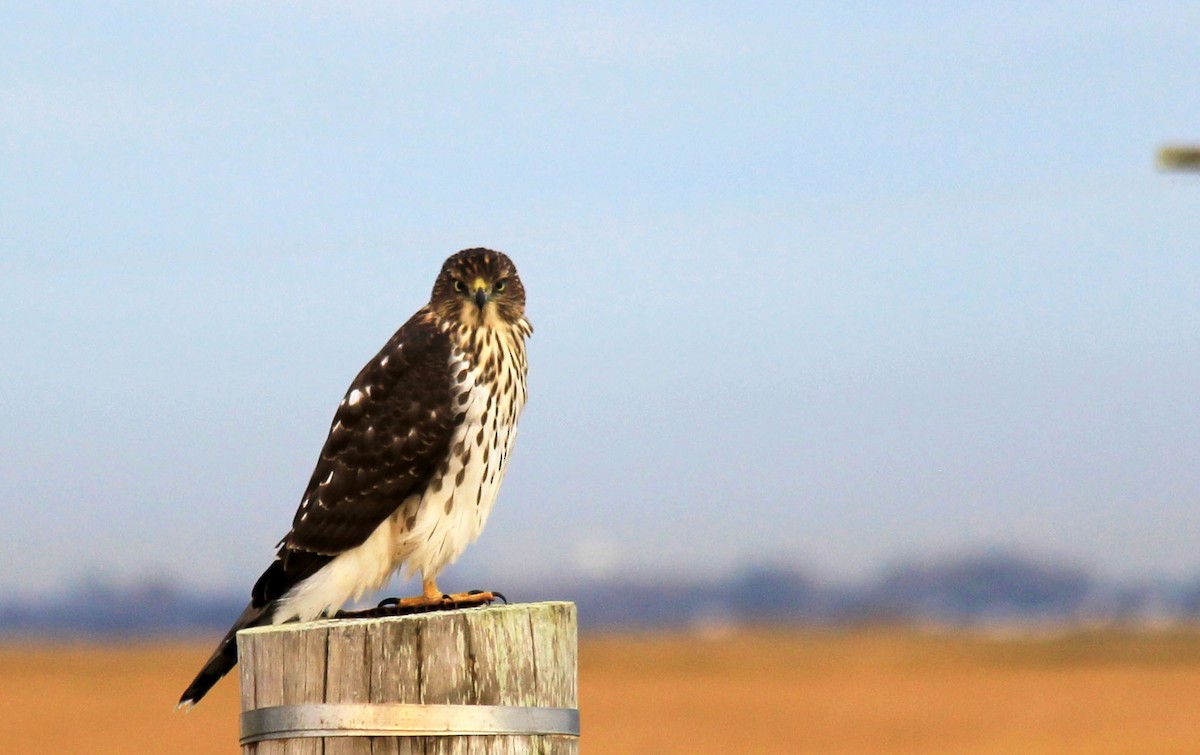 Cooper's Hawk - ML120710981