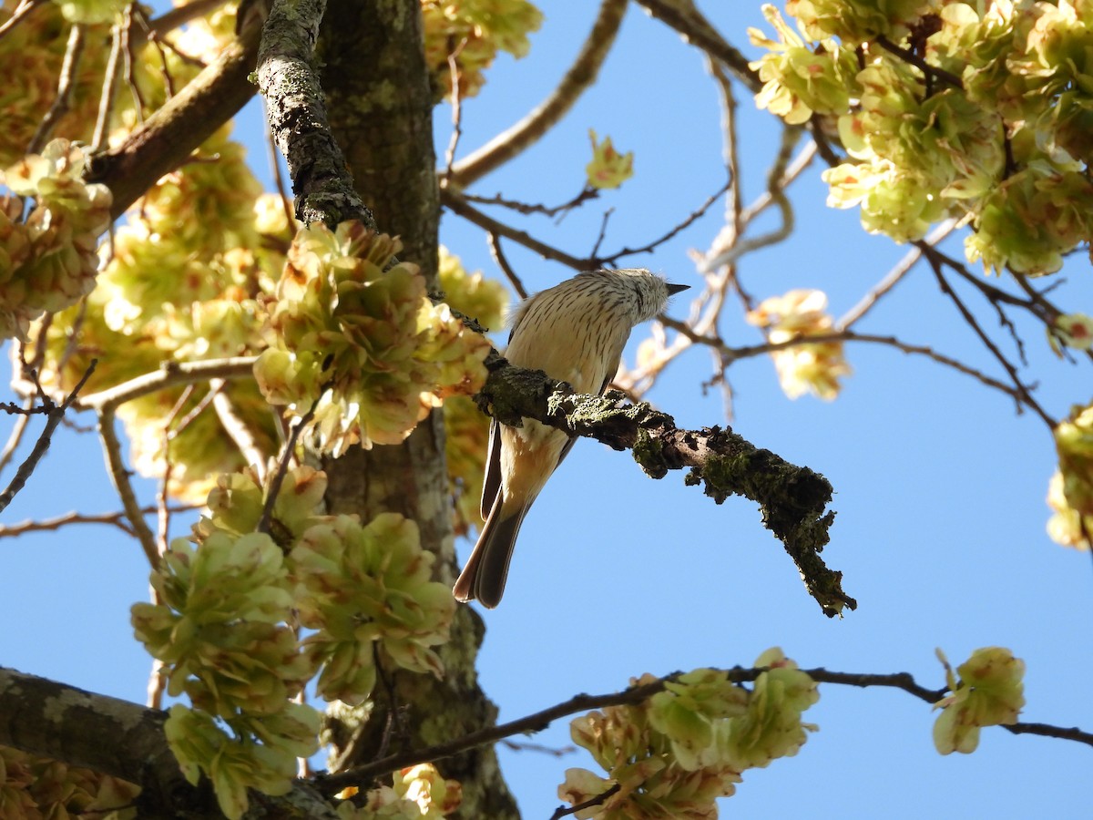 Rufous Whistler - ML120711301