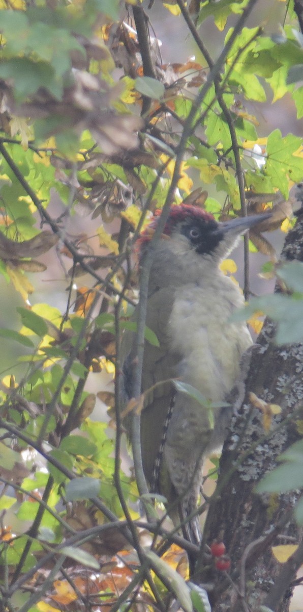 Eurasian Green Woodpecker - ML120712541