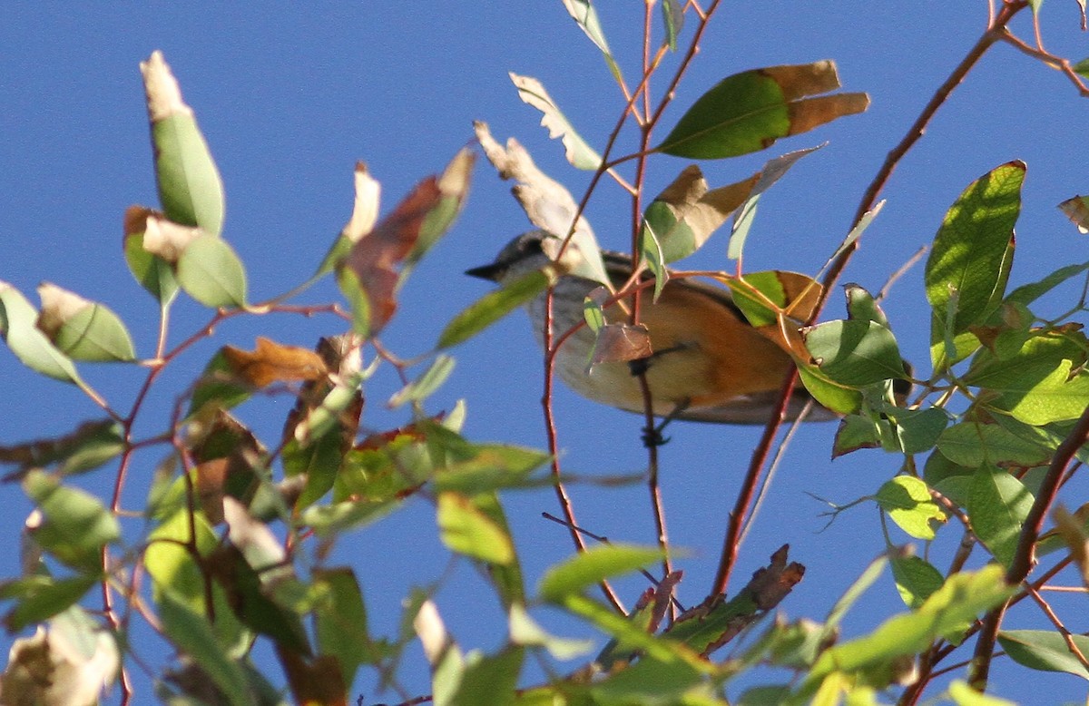 eBird Checklist - 21 Oct 2018 - Desert Center--Lake Tamarisk - 58 ...