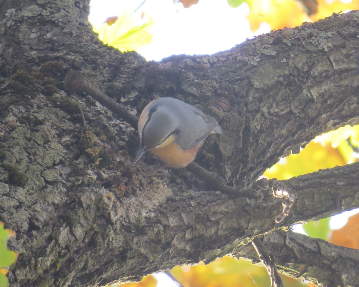 Eurasian Nuthatch - ML120712601