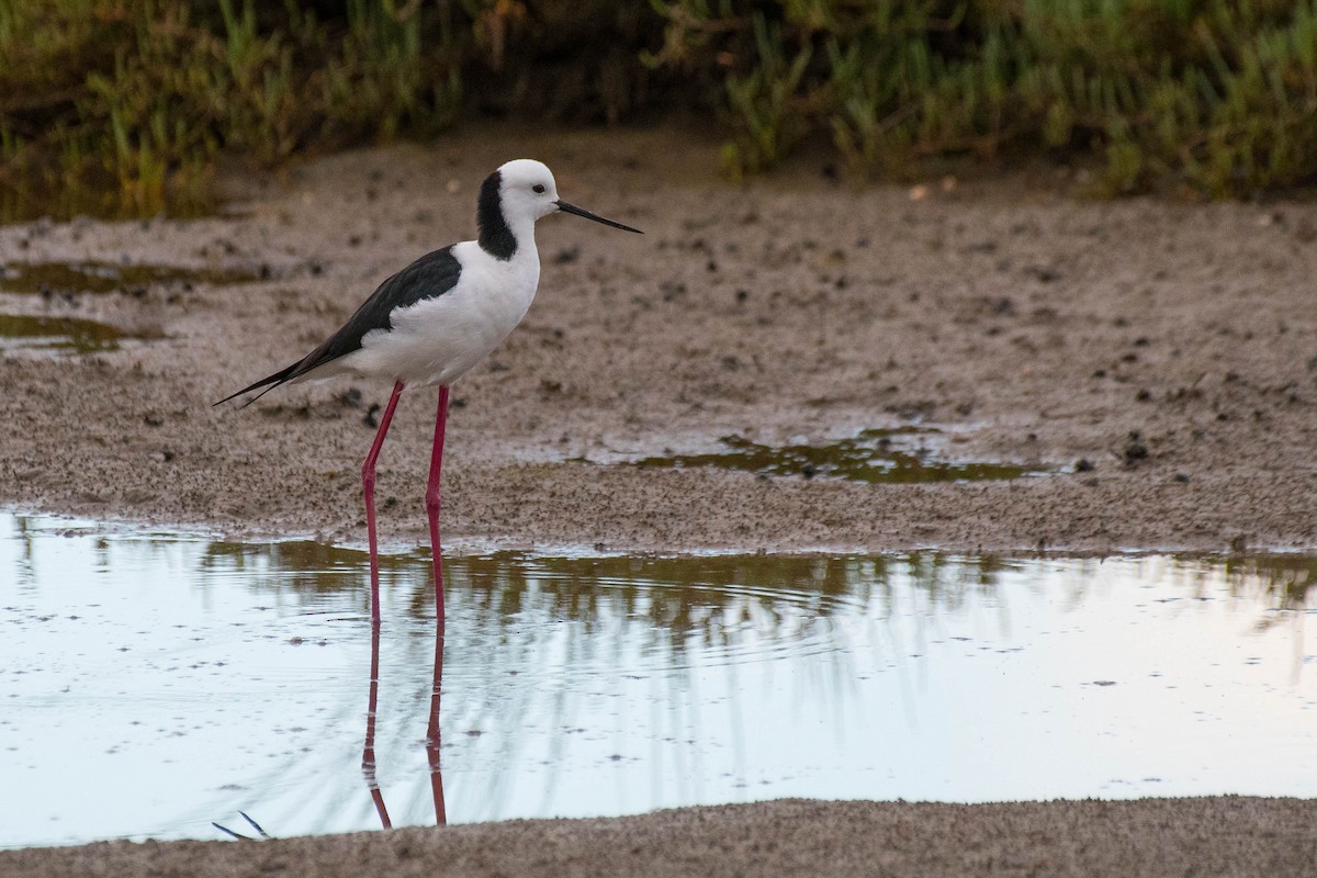 Pied Stilt - ML120712831