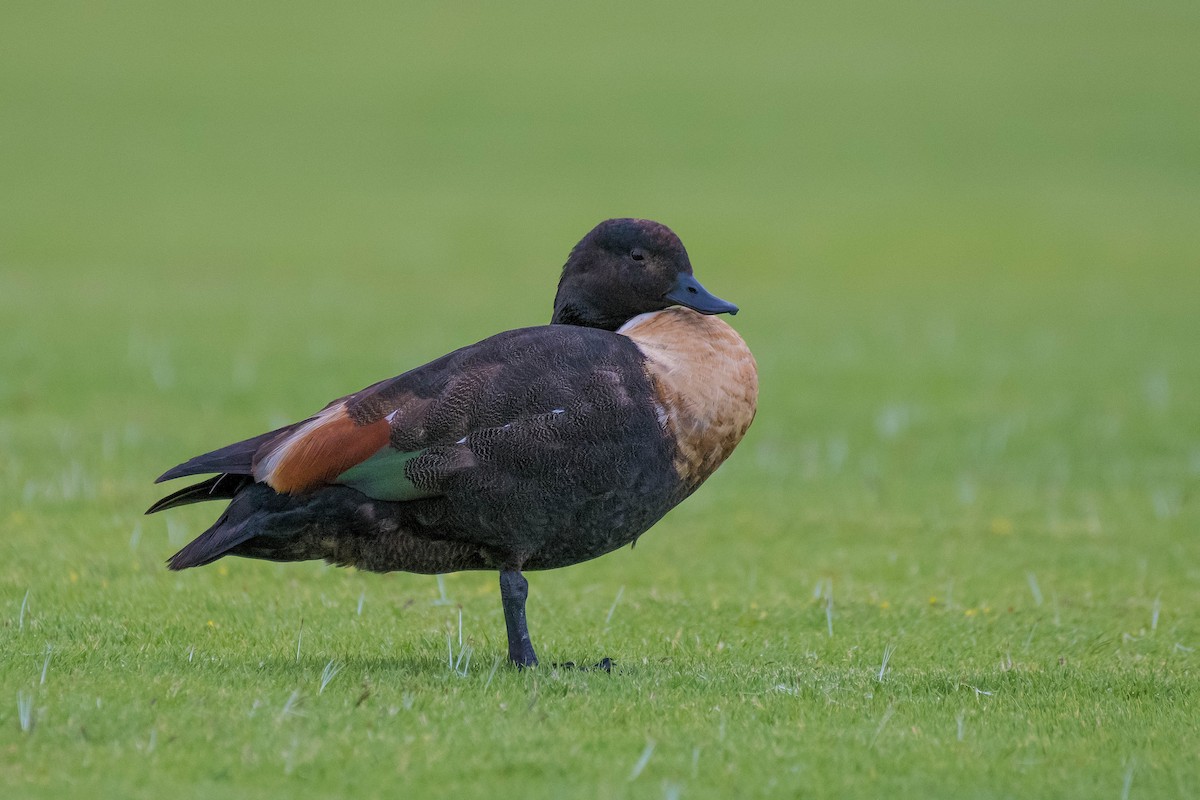 Australian Shelduck - ML120712861