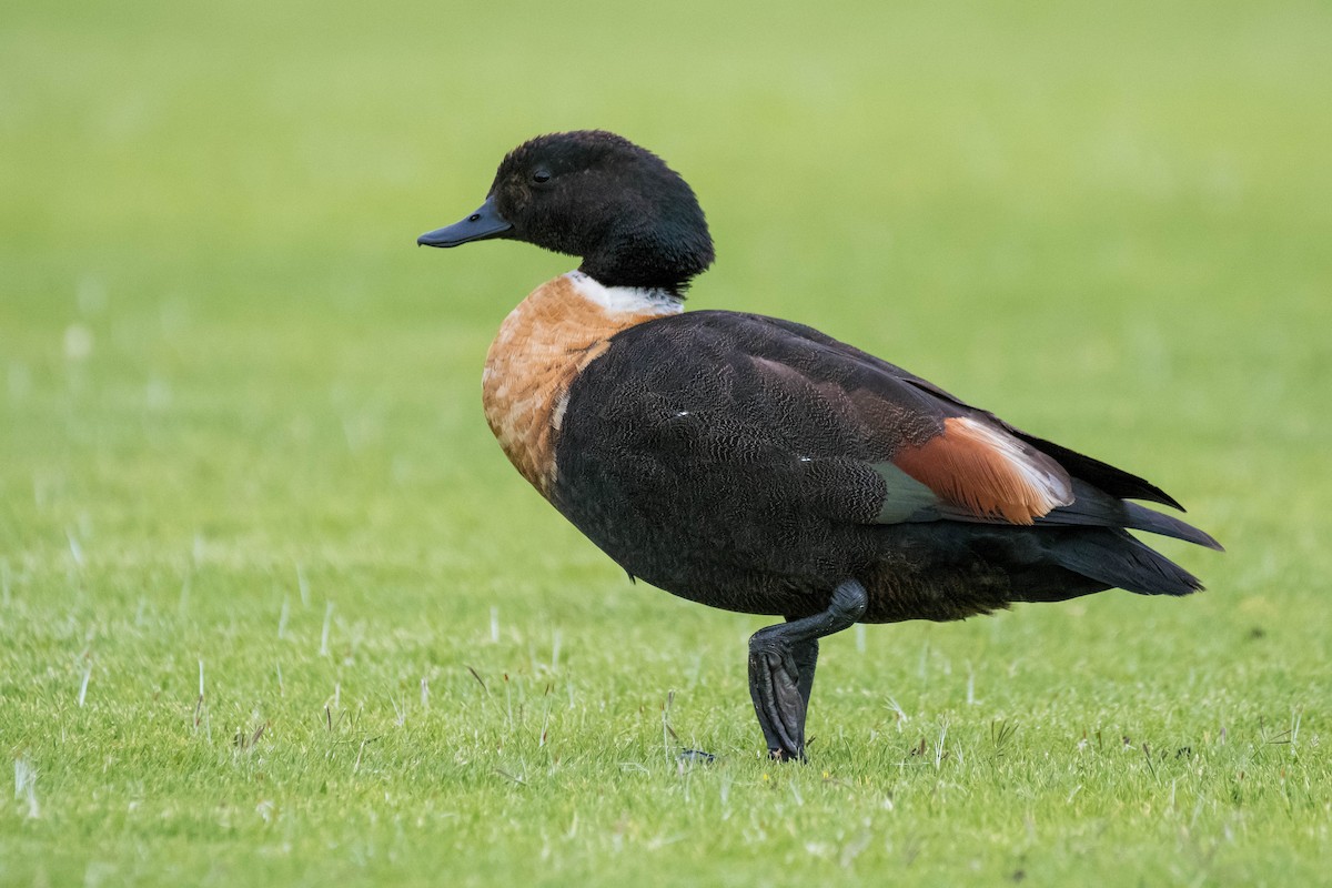 Australian Shelduck - ML120712991