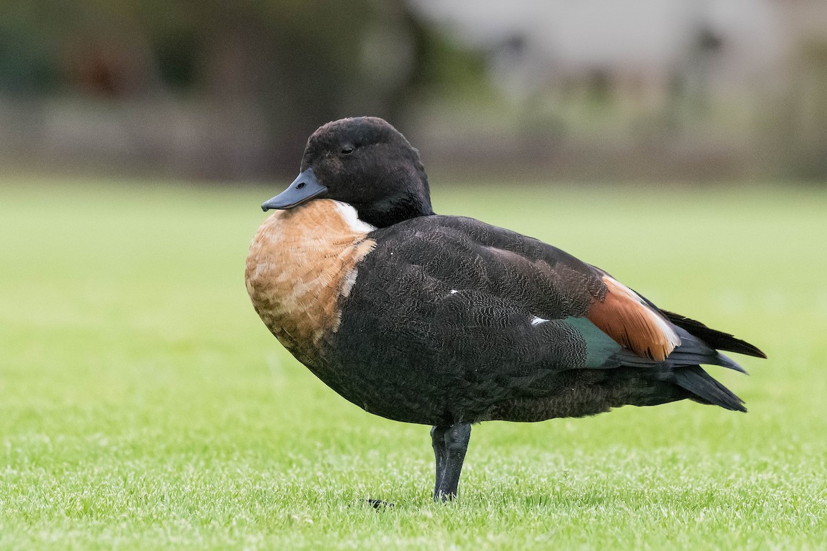 Australian Shelduck - ML120713061