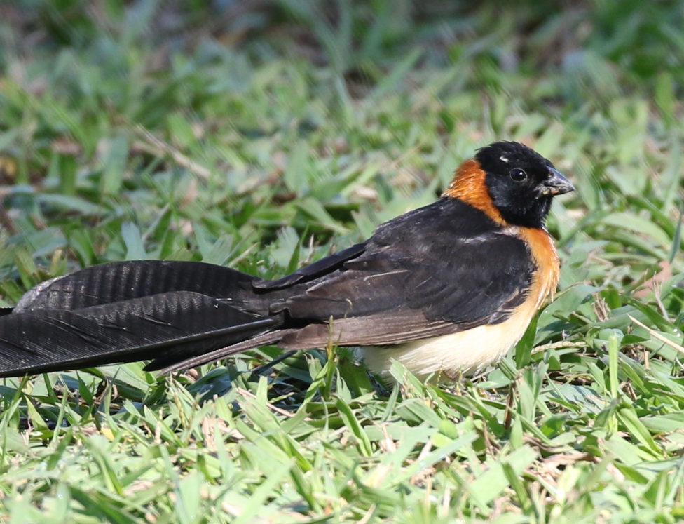 Broad-tailed Paradise-Whydah - C. Jackson