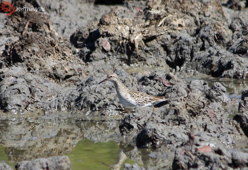 Sharp-tailed Sandpiper - ML120714731