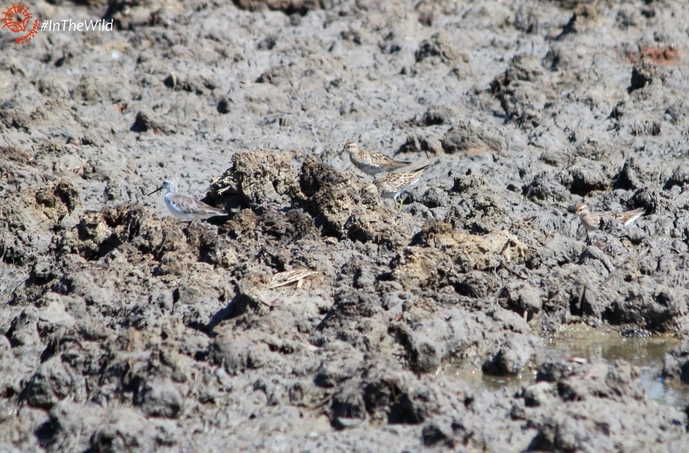 Sharp-tailed Sandpiper - ML120714771