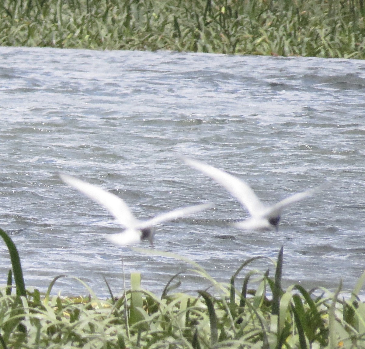 Whiskered Tern - Lissa Ryan