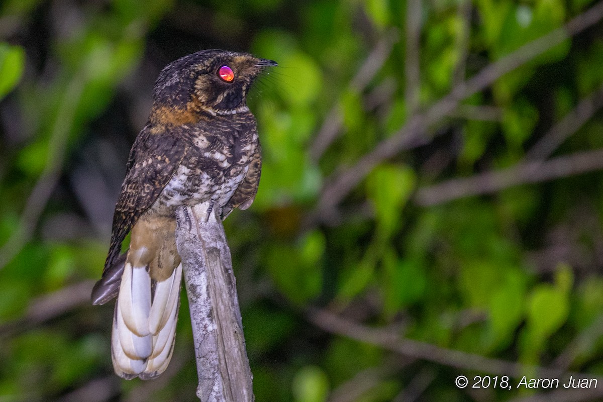 Yucatan Nightjar - ML120723761