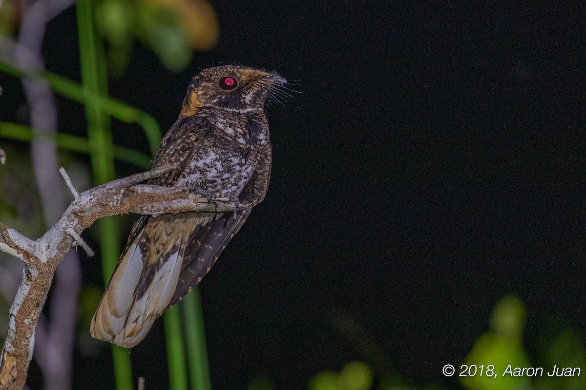 Yucatan Nightjar - Aaron Juan