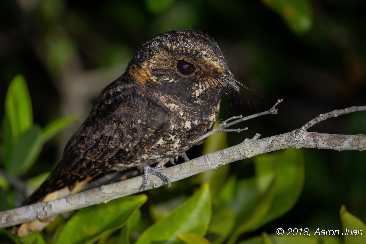 Yucatan Nightjar - Aaron Juan