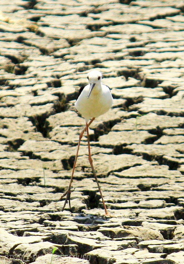 Black-winged Stilt - ML120725141