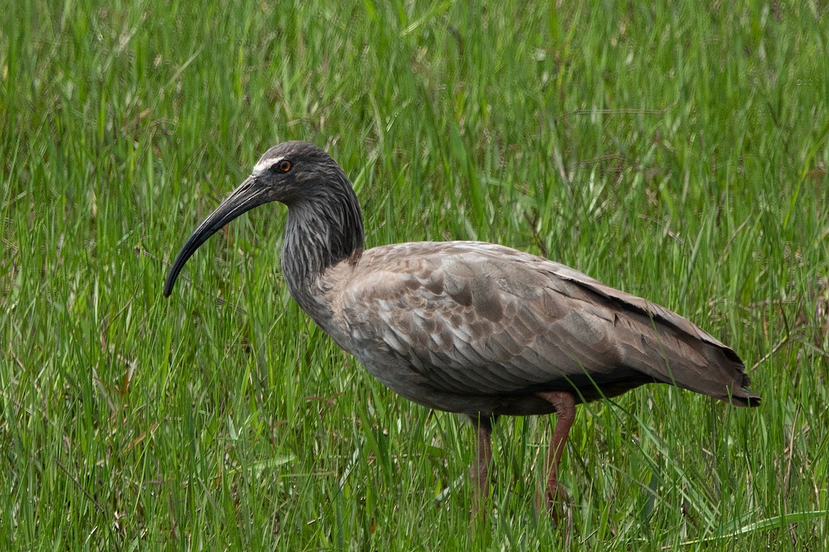 ibis běločelý - ML120726261