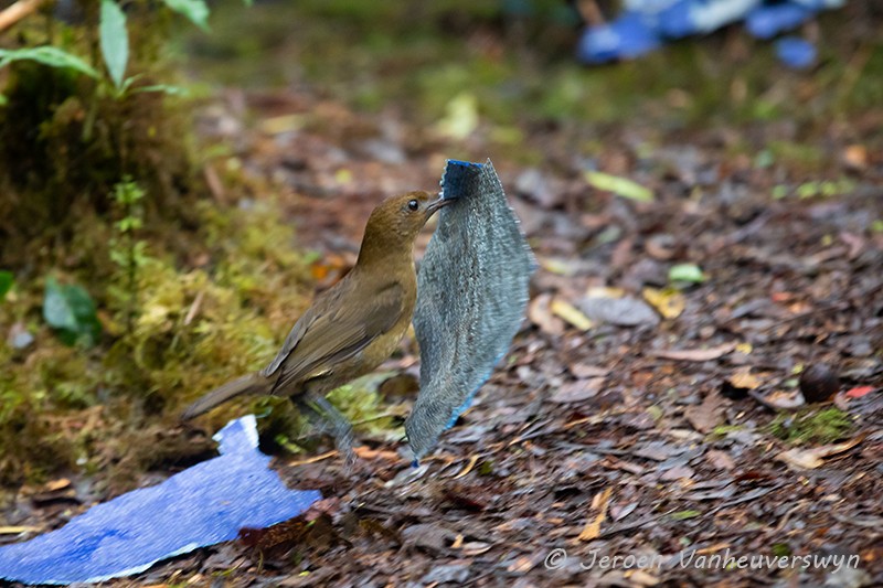 Vogelkop Bowerbird - ML120727141