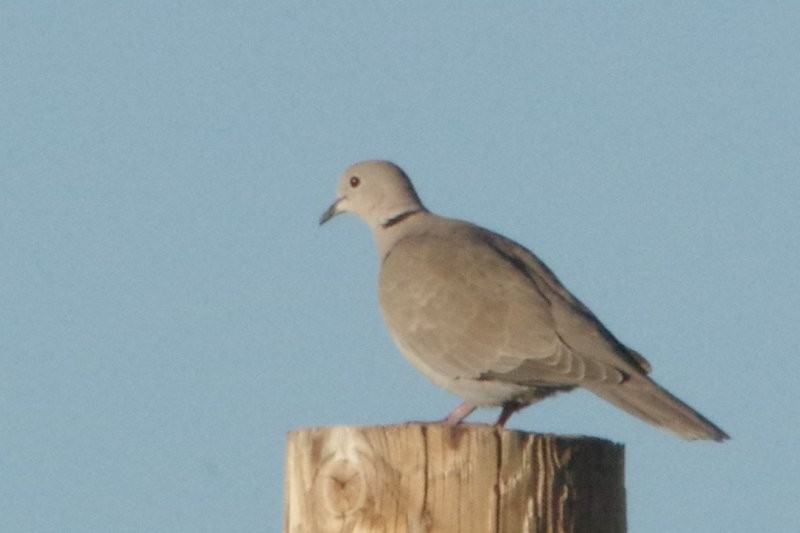 Eurasian Collared-Dove - ML120727781