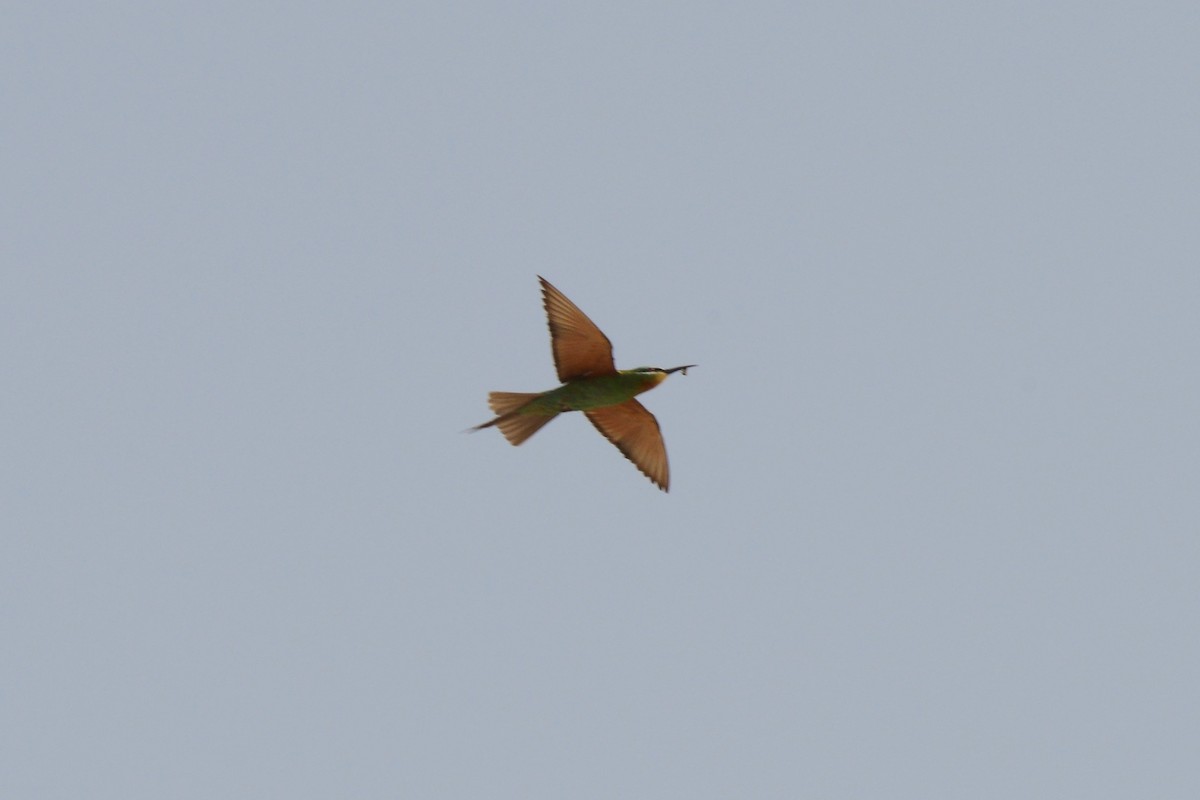 Blue-cheeked Bee-eater - ML120728211