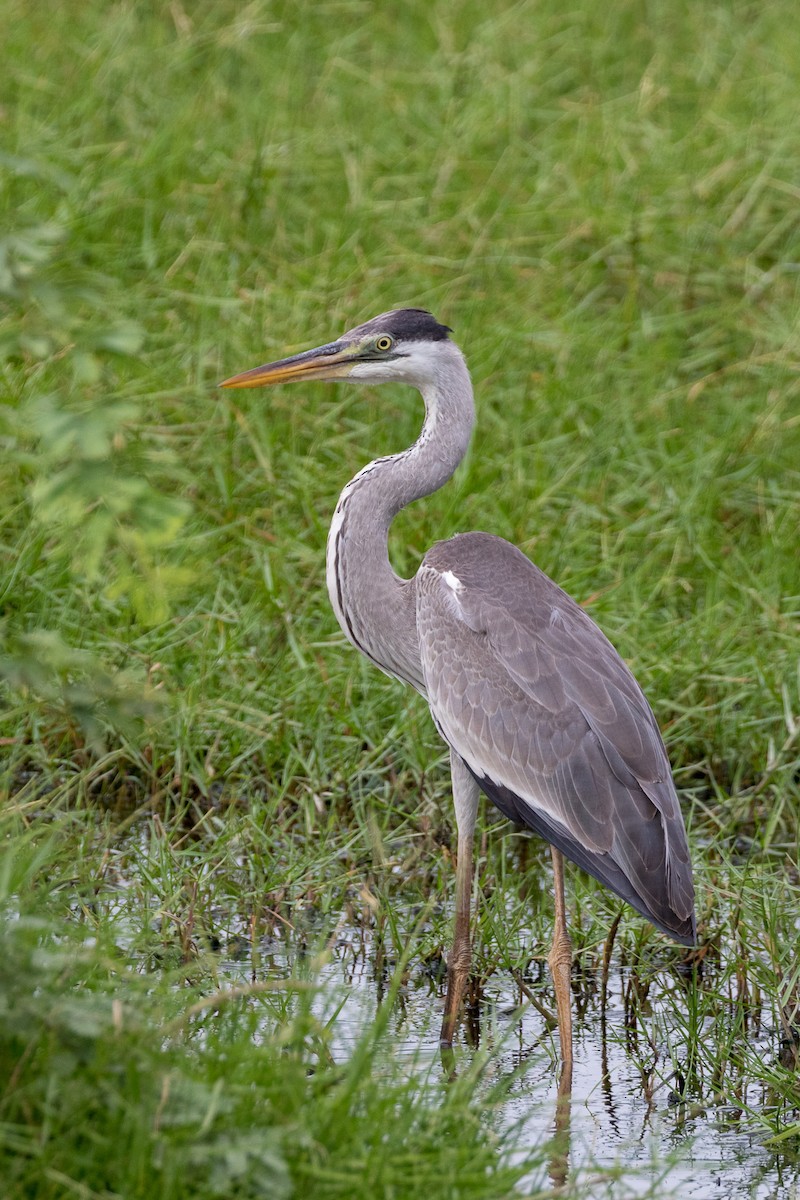 Cocoi Heron - Rob Felix