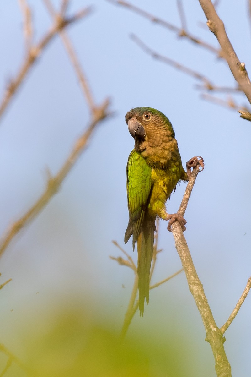 Brown-throated Parakeet - ML120728901