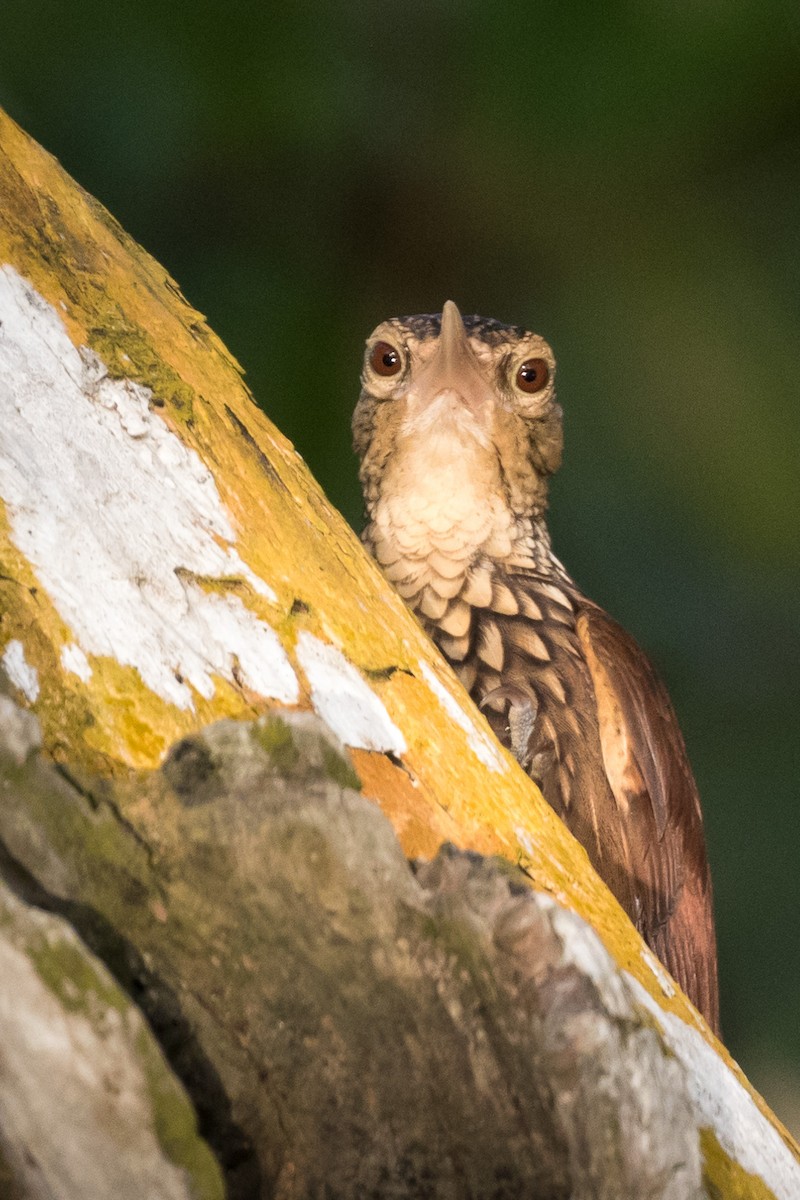 Straight-billed Woodcreeper - ML120728921