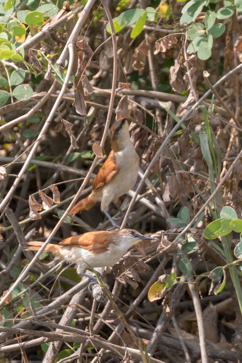 Yellow-chinned Spinetail - ML120729141