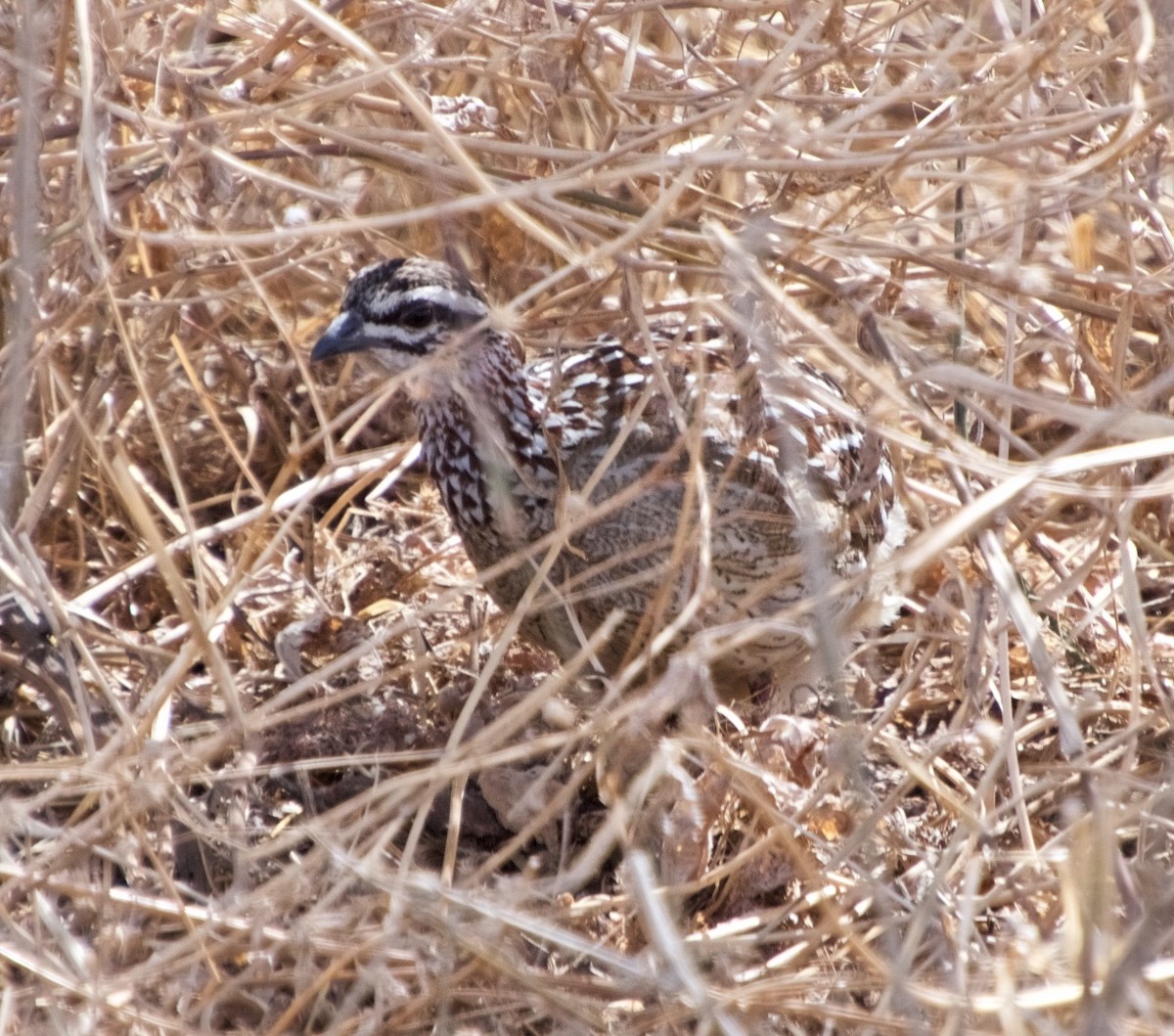 Crested Francolin - ML120729301