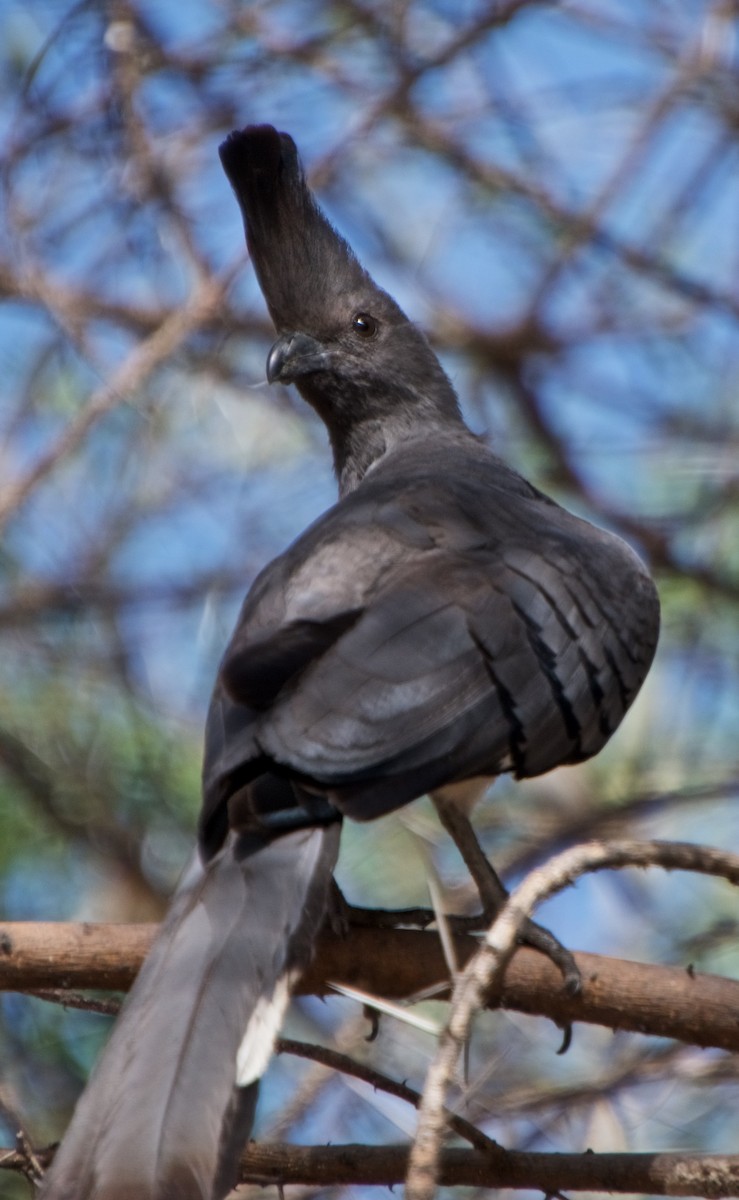 White-bellied Go-away-bird - ML120729341