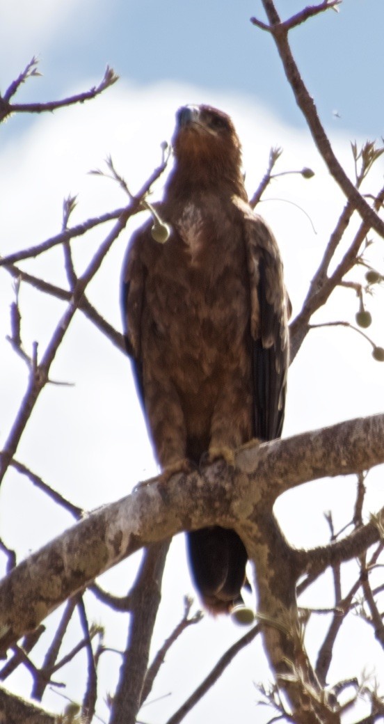 Steppe Eagle - ML120729511