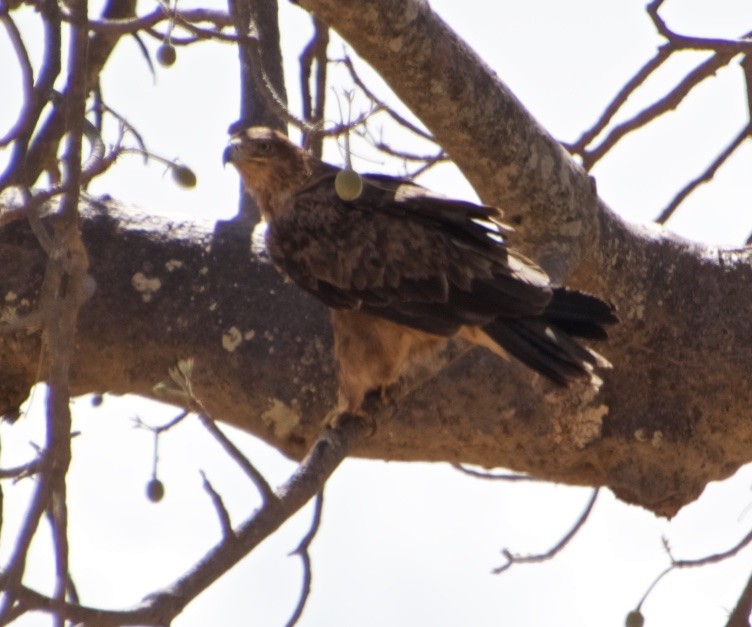 Steppe Eagle - ML120729521