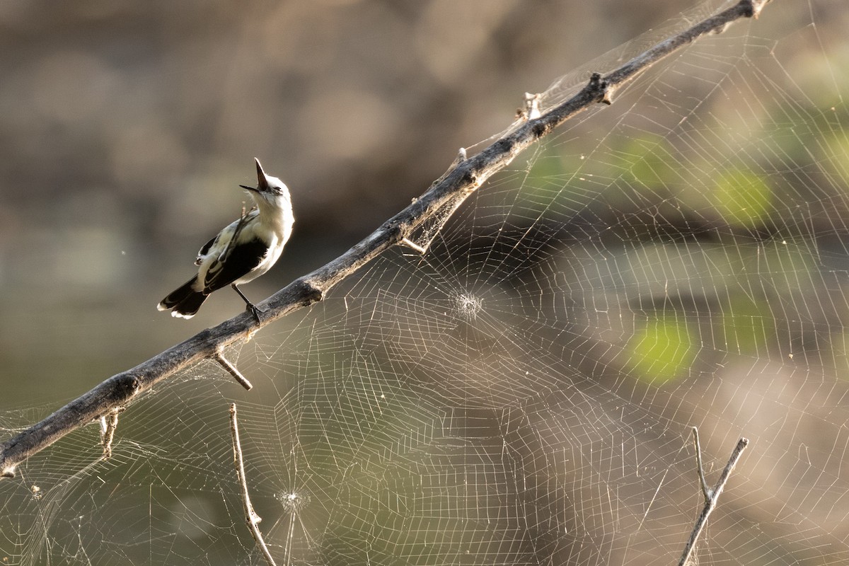 Pied Water-Tyrant - ML120729561