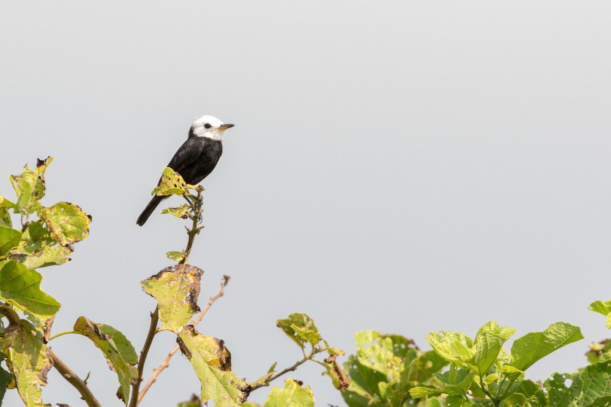 White-headed Marsh Tyrant - Rob Felix