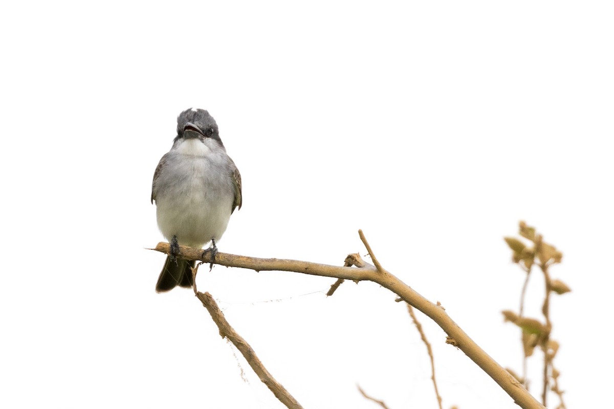 Gray Kingbird - ML120729691