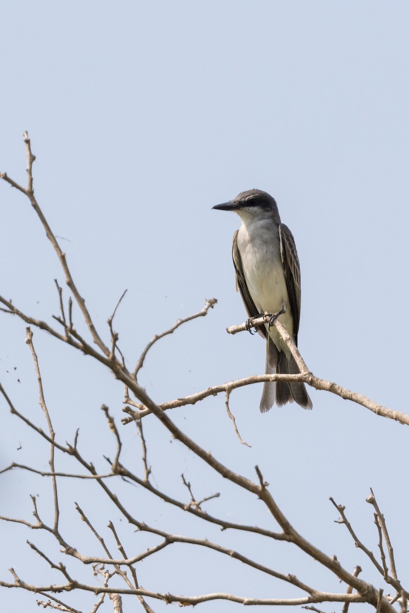 Gray Kingbird - ML120729711