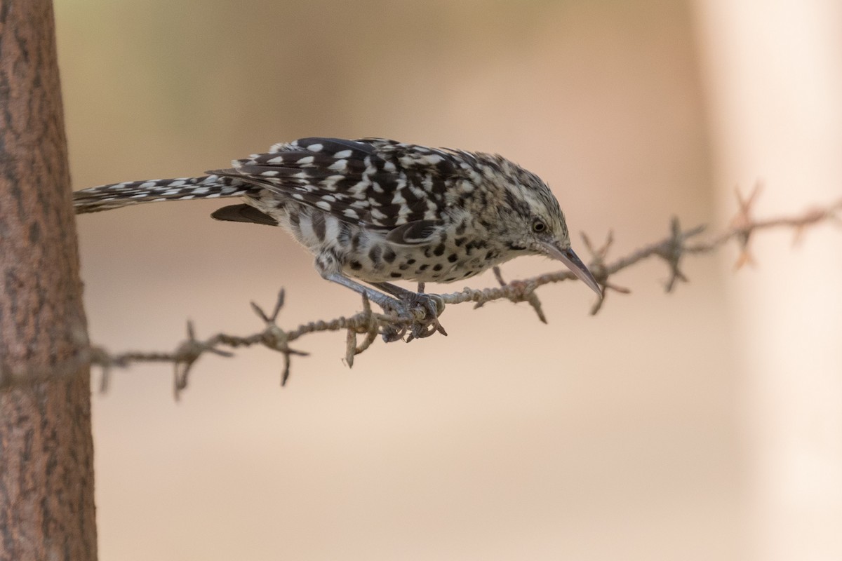 Stripe-backed Wren - ML120729741