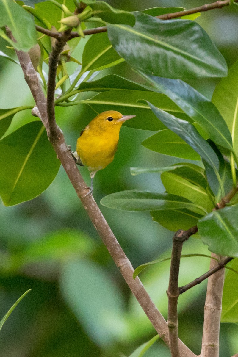 Prothonotary Warbler - ML120730281