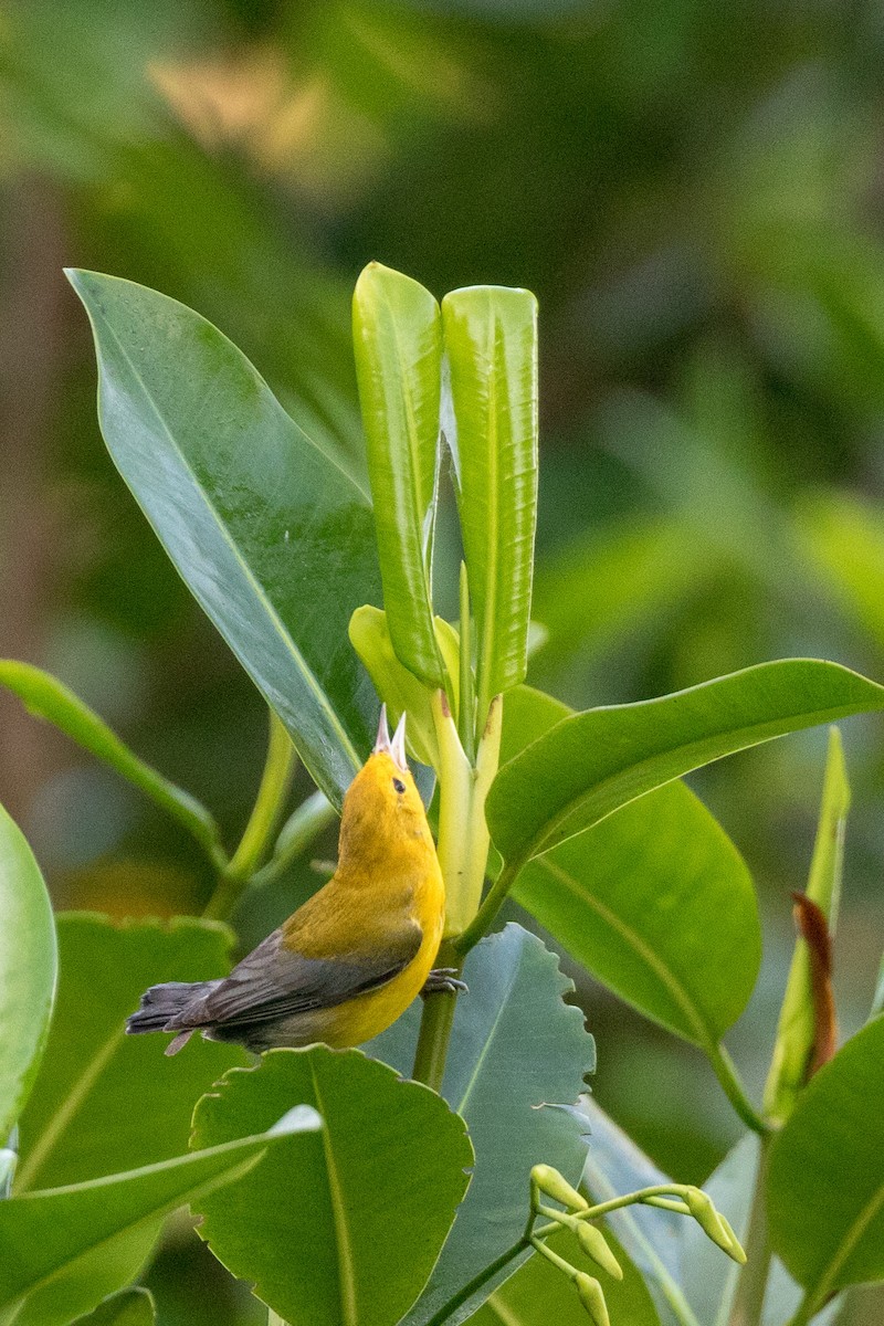Prothonotary Warbler - ML120730291
