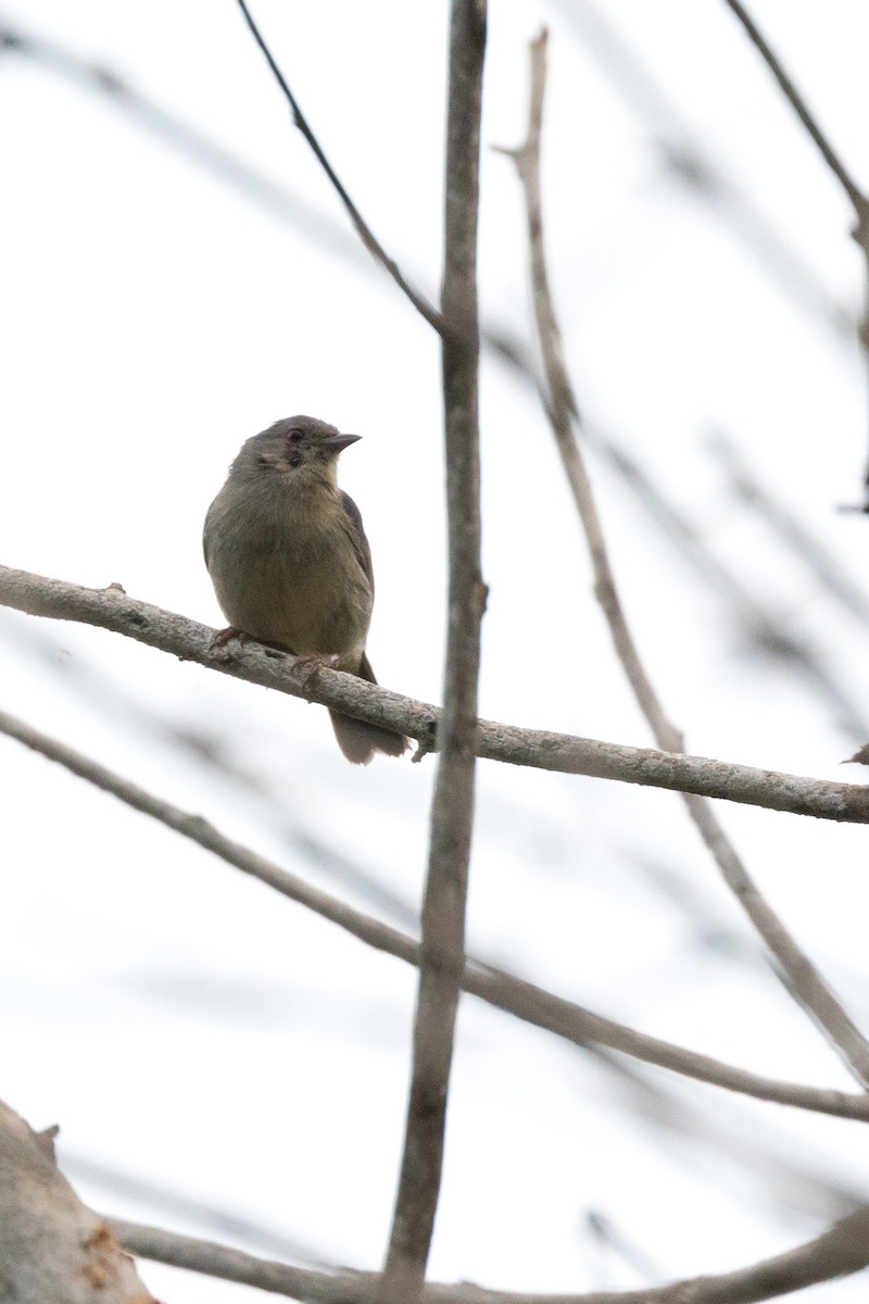 Bicolored Conebill - ML120730321