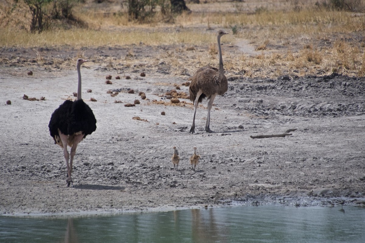 Common Ostrich - ML120731761