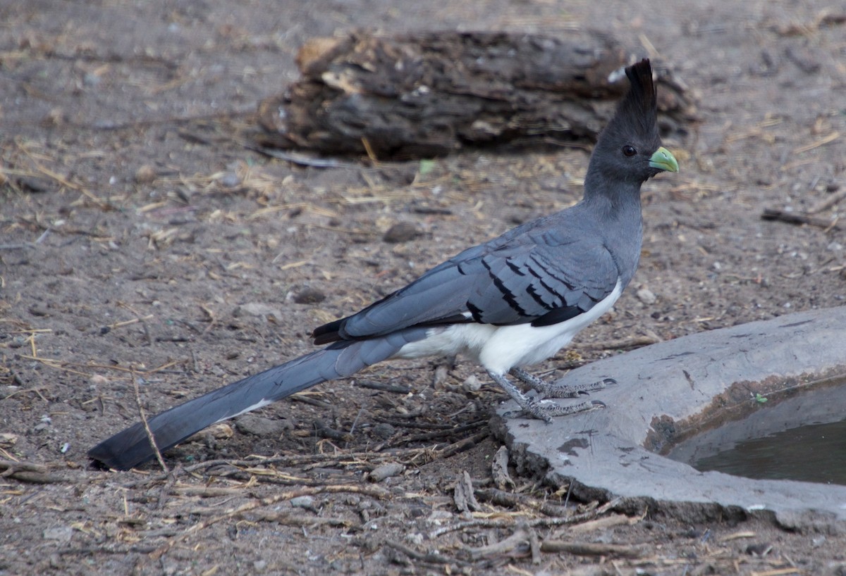 White-bellied Go-away-bird - ML120731771